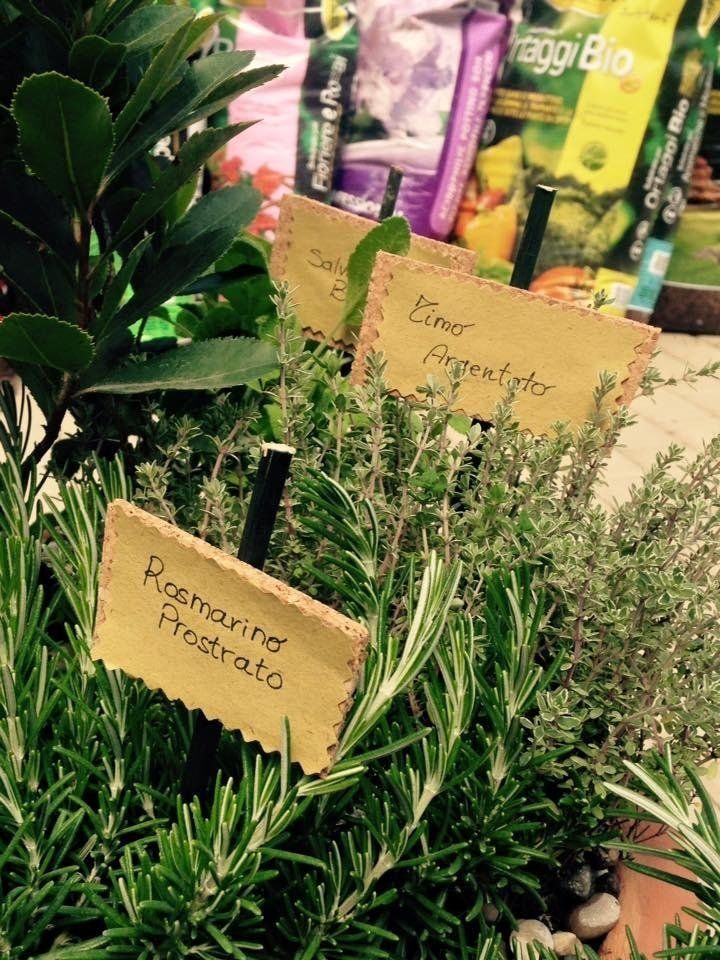 Rosmarino e piante aromatiche da balcone