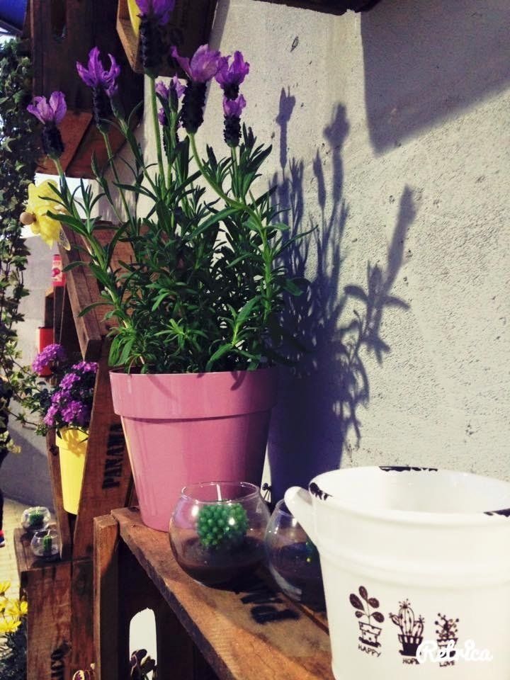 Piante ornamentali da esterno