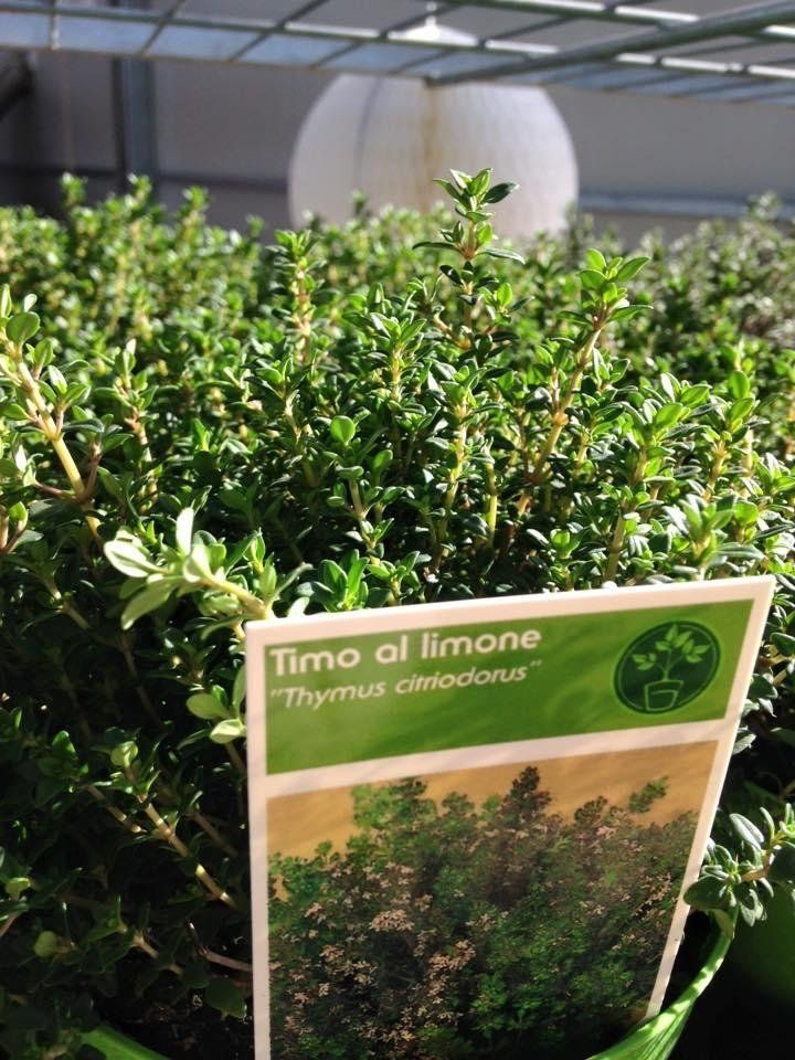 Una piantina di timo al limone