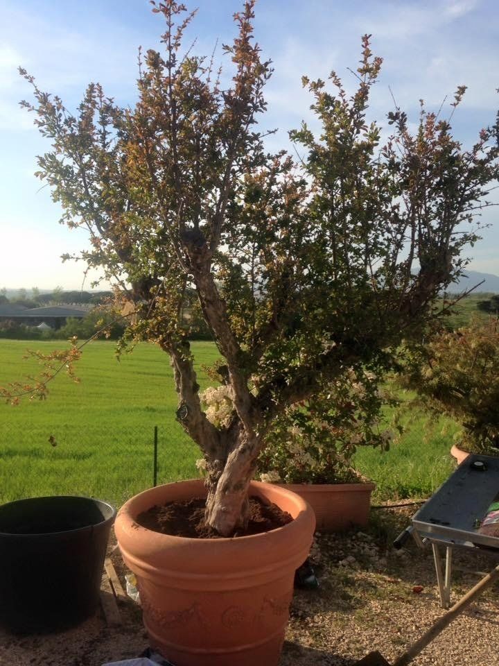 Un ulivo in vaso