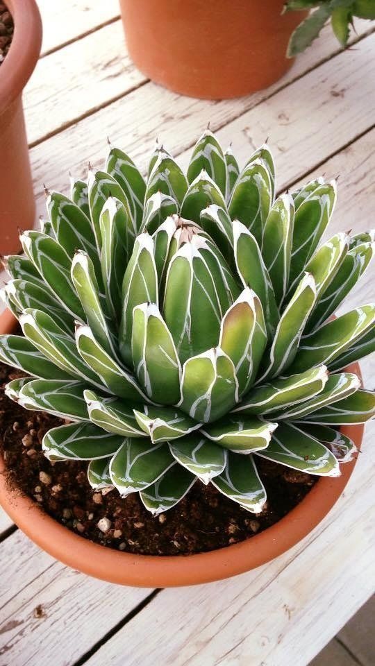 Pianta grassa in vasetto di terra cotta