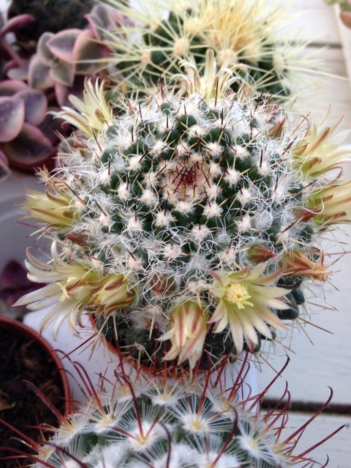 Una pianta grassa fiorita