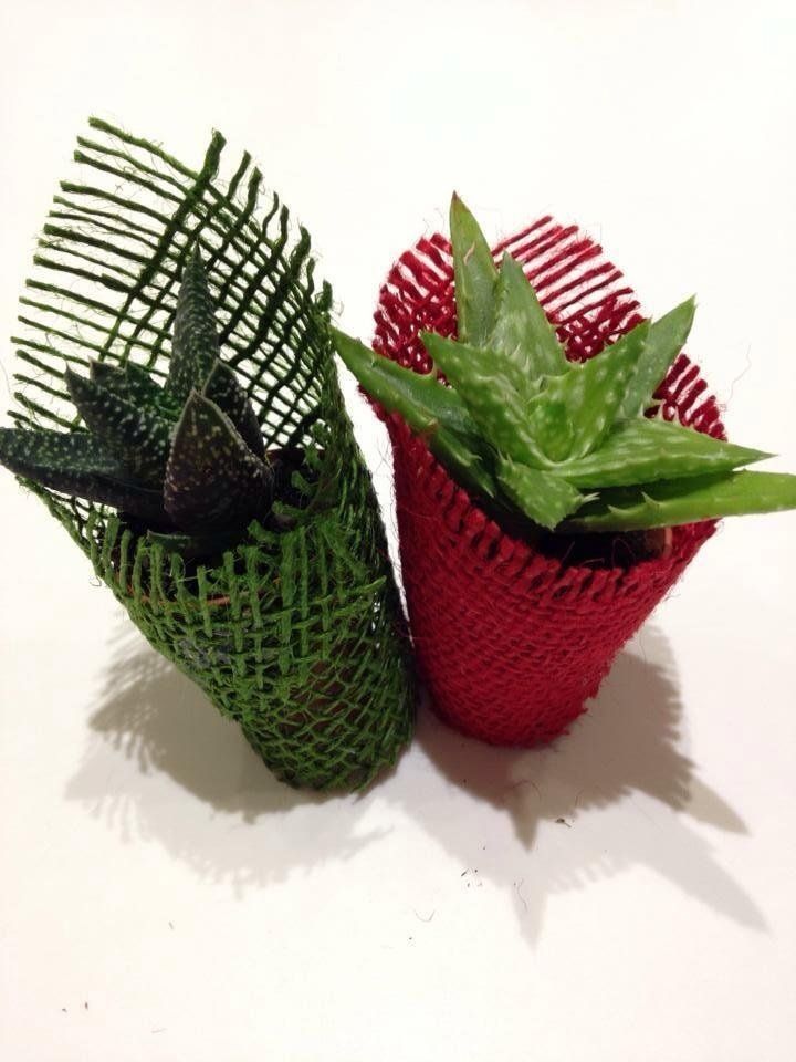 Piante grasse con confezione regalo personalizzata