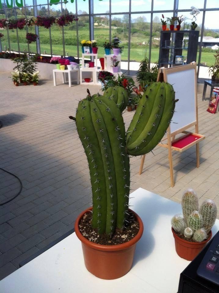Cactus ornamentale