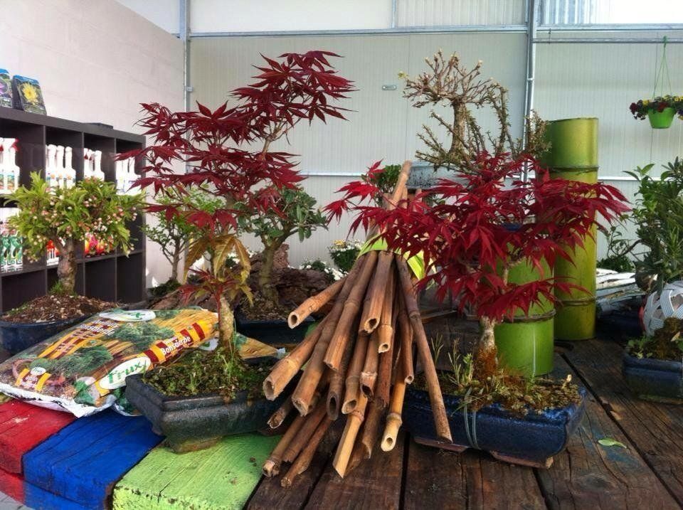 Alberelli bonsai con foglie rosse