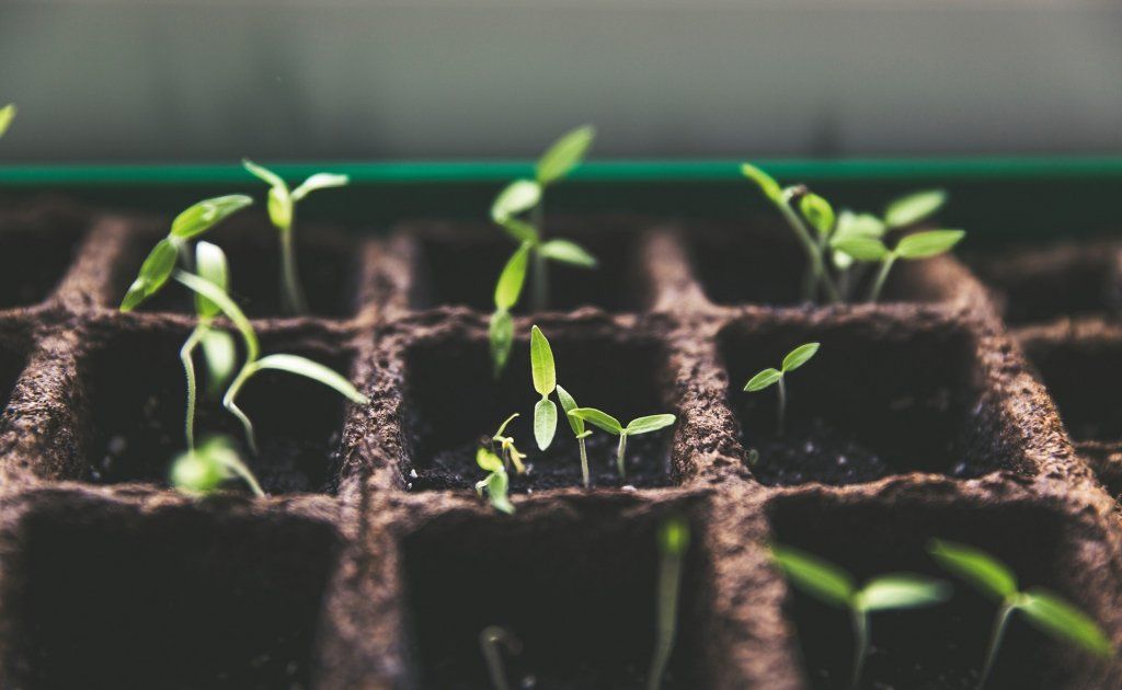 Coltivazione di piante con terriccio professionale