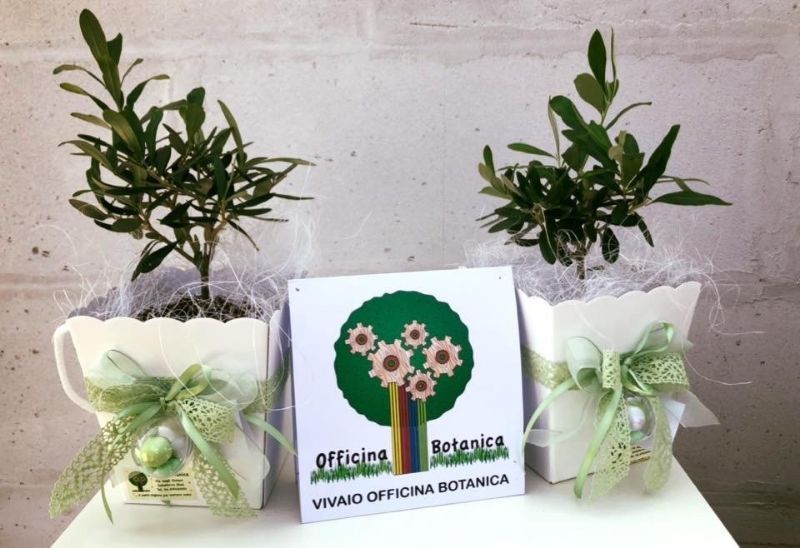 Piantine ornamentali da regalo