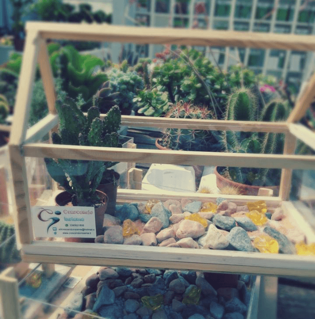 Esposizione di piante grasse