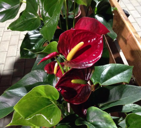 Una pianta ornamentale