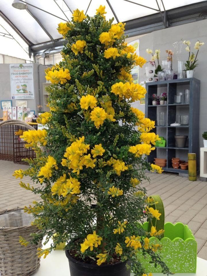 Alberello con fiori gialli