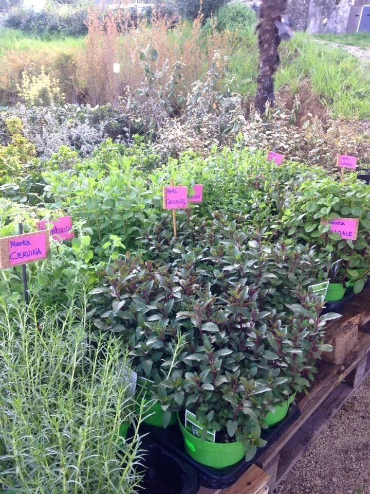 Esposizione di piante aromatiche