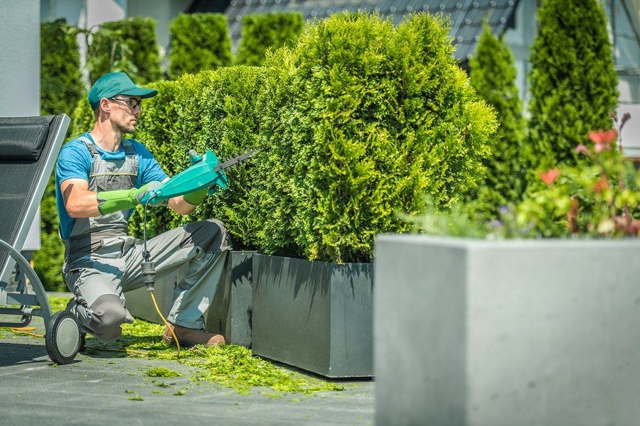 a male gardener trimming the hedge