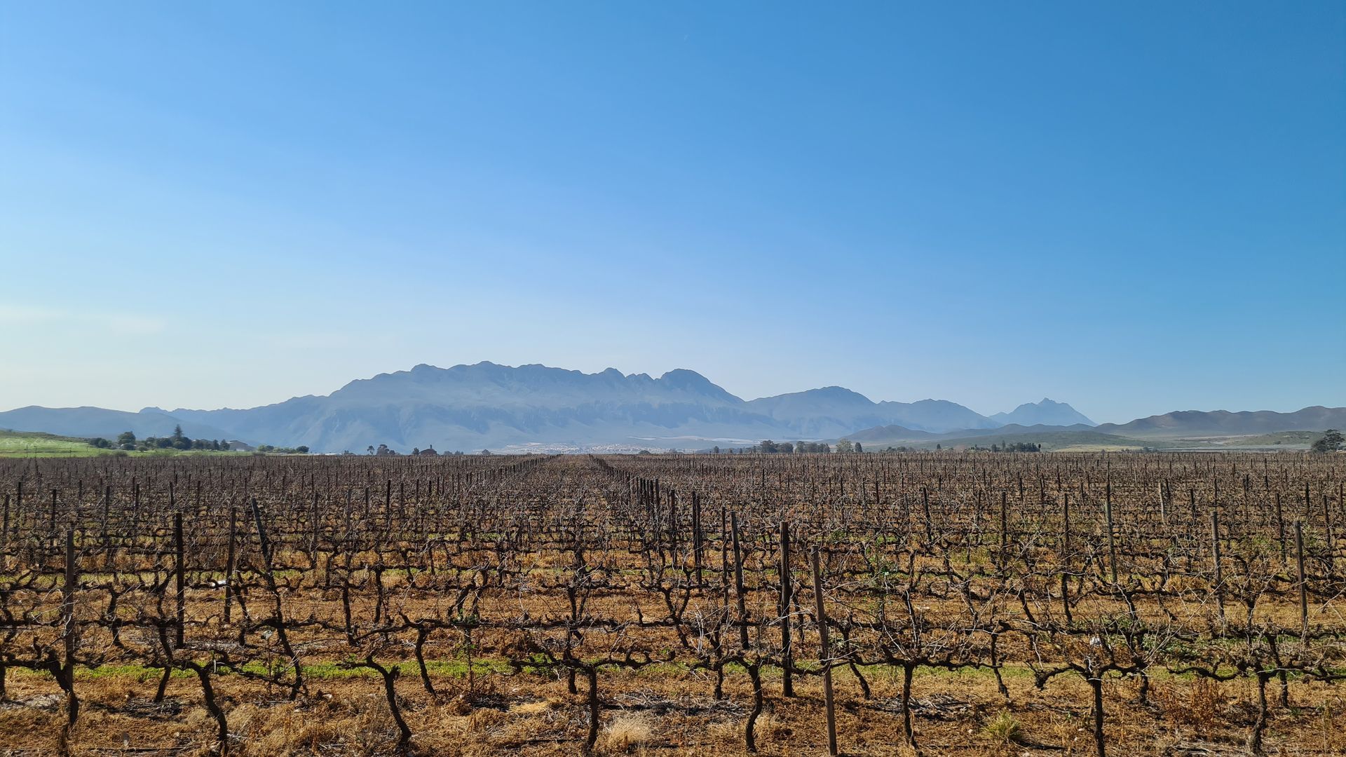 Vineyard with rows of bare vines under a blue sky, mountains in the distance.