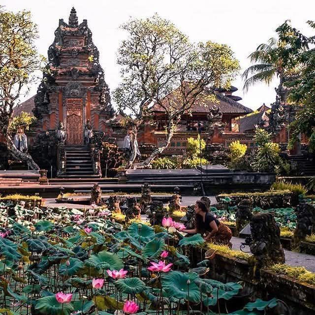Lotus pond with pink flowers in front of an ornate Balinese temple. Woman tending to the plants.