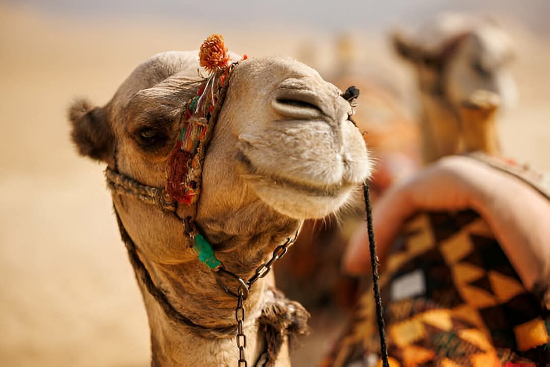 Camel wearing decorative headgear, close-up with smiling expression. Another camel in the background, desert setting.