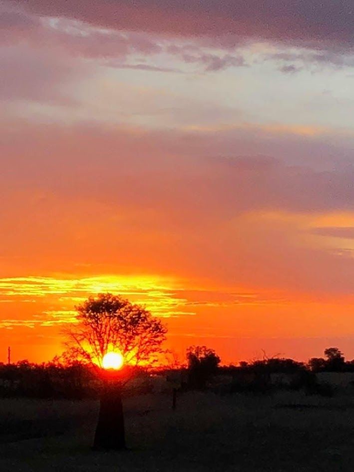 Sunset over a tree silhouette; fiery orange and yellow sky.