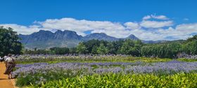 Field of purple flowers with mountains and trees under a blue sky.