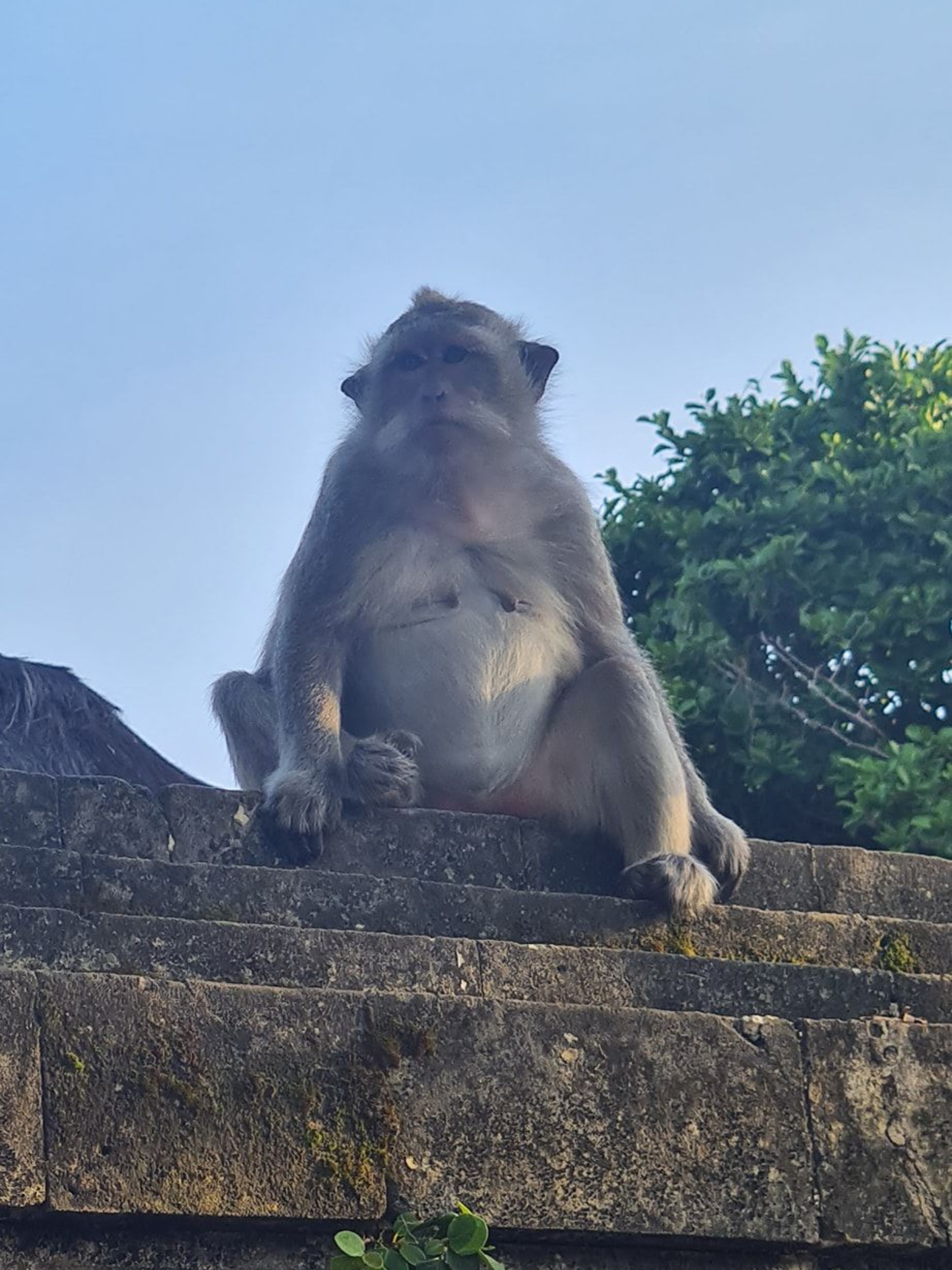 Monkey sitting on a stone wall, with trees in the background and a blue sky.