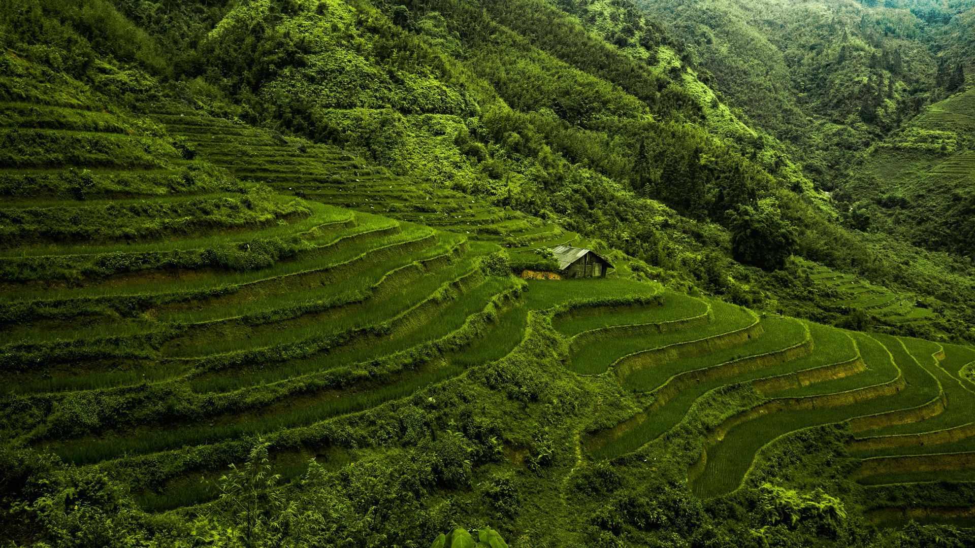 Green terraced rice fields with a small house on a hillside.