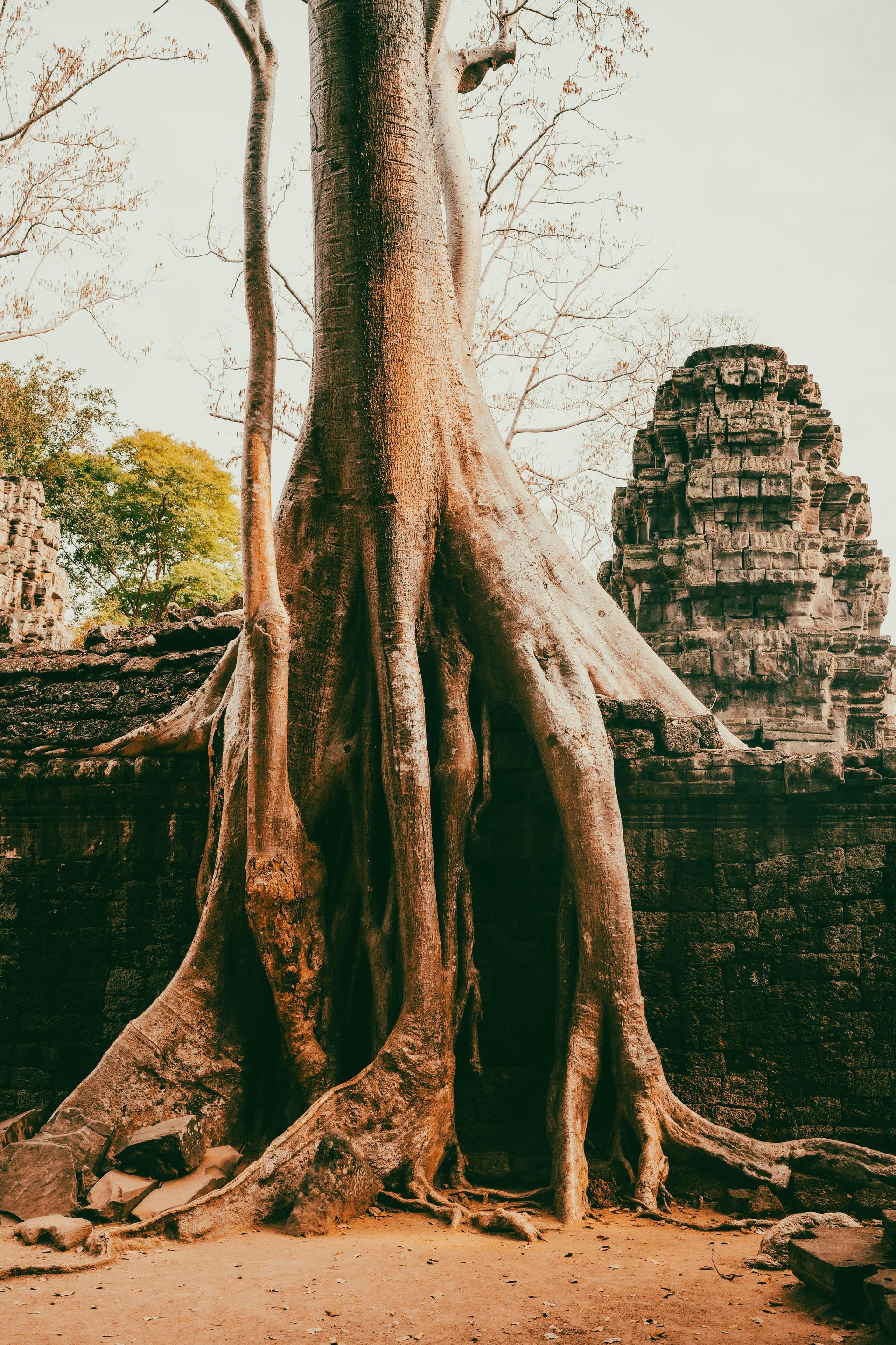 Large tree roots enveloping ancient temple ruins. Tan, brown, and grey colors. Cambodia.