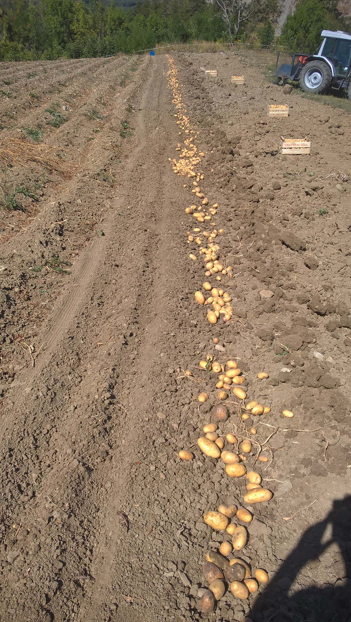 patate