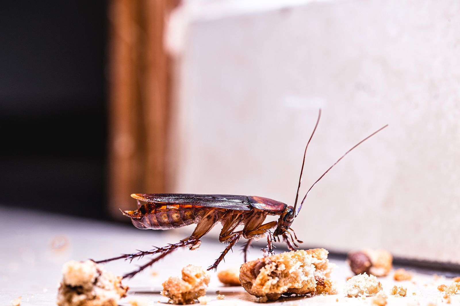 cockroach exterminator services near me