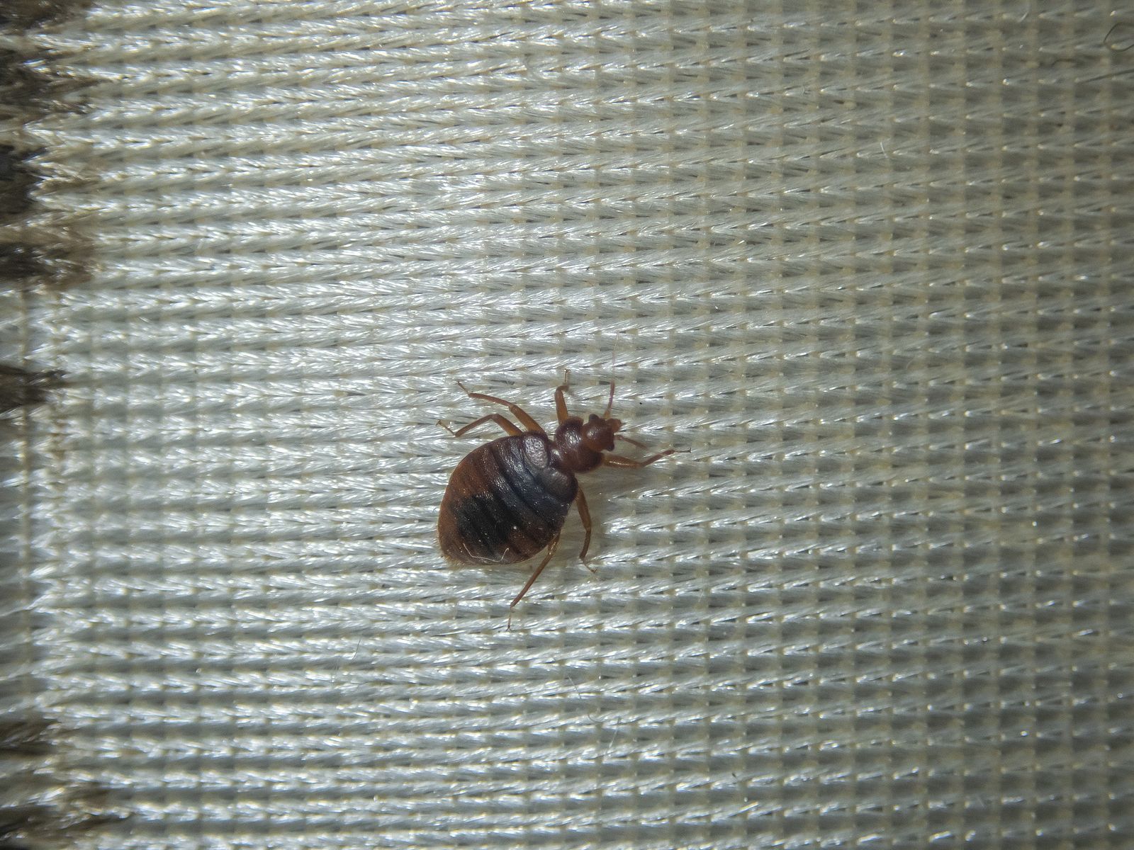 bed bug control company near me