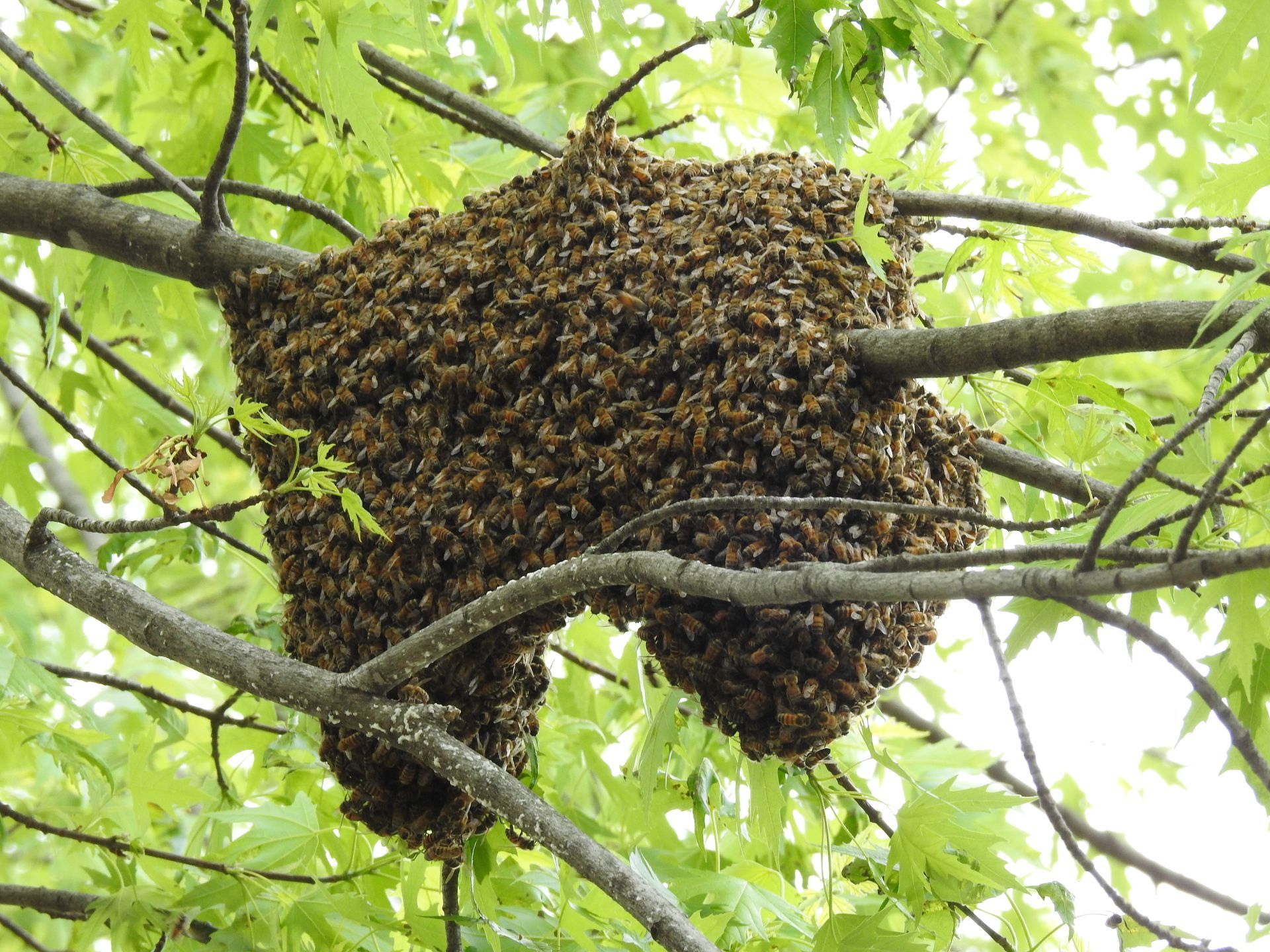 wasp nest removal services near me