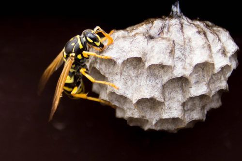 wasp nest removal sangus ma