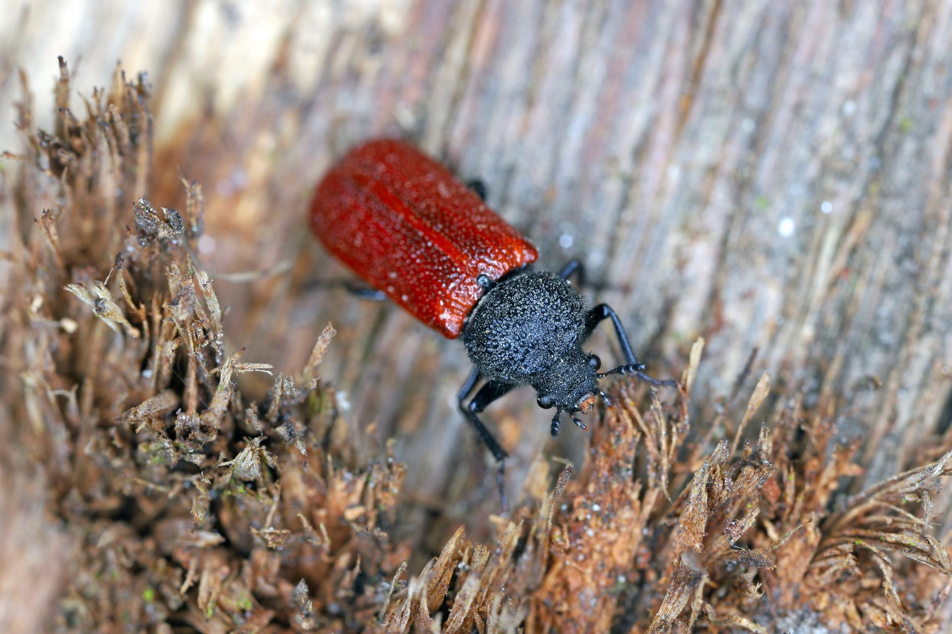 A red and black powderpost beetle is sitting on a piece of wood.