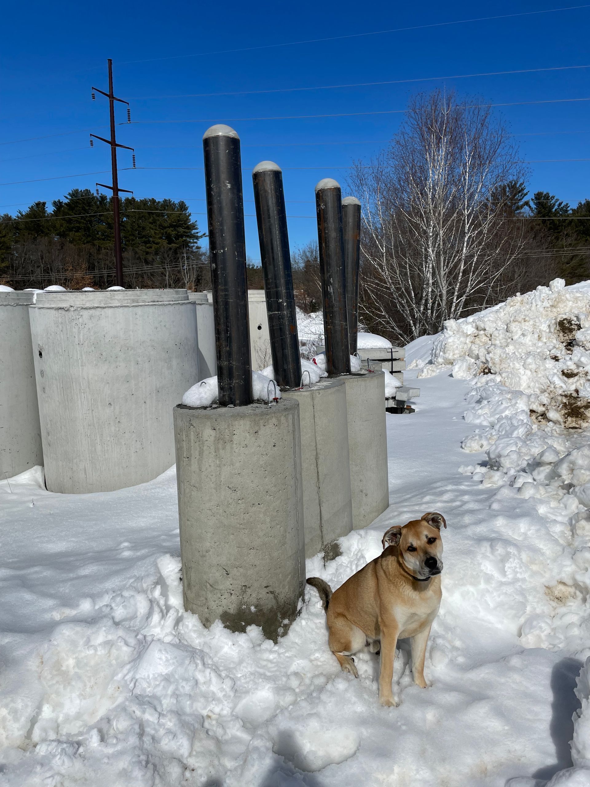 Small tan dog standing in snow beside concrete pillars under a bright blue sky