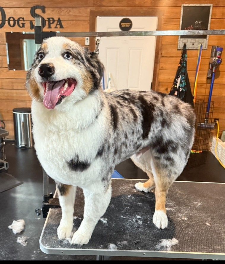 A dog is standing on a table in a dog spa