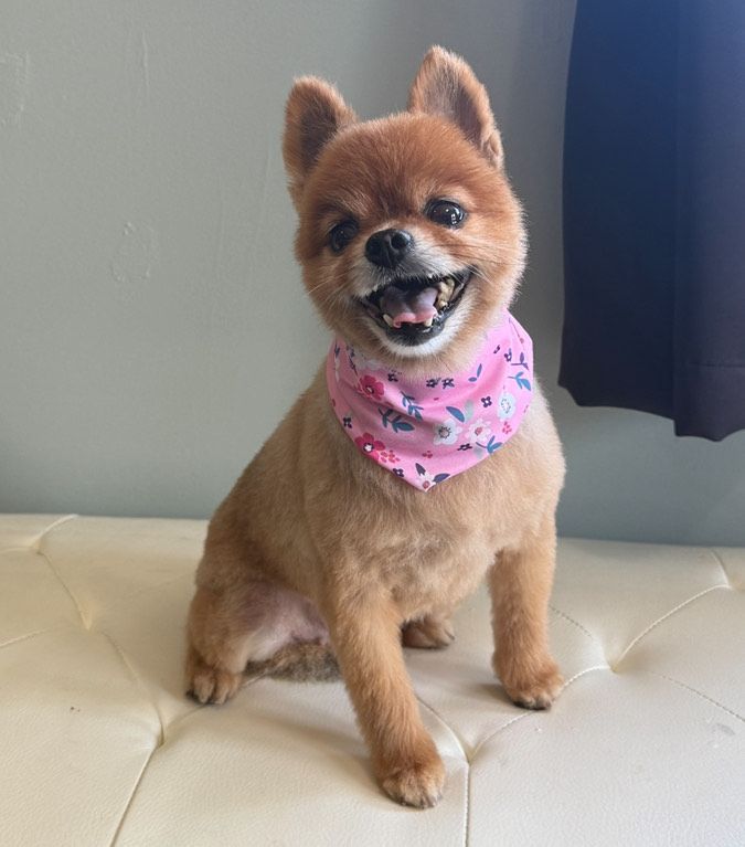 A small brown dog wearing a pink bandana is sitting on a couch.
