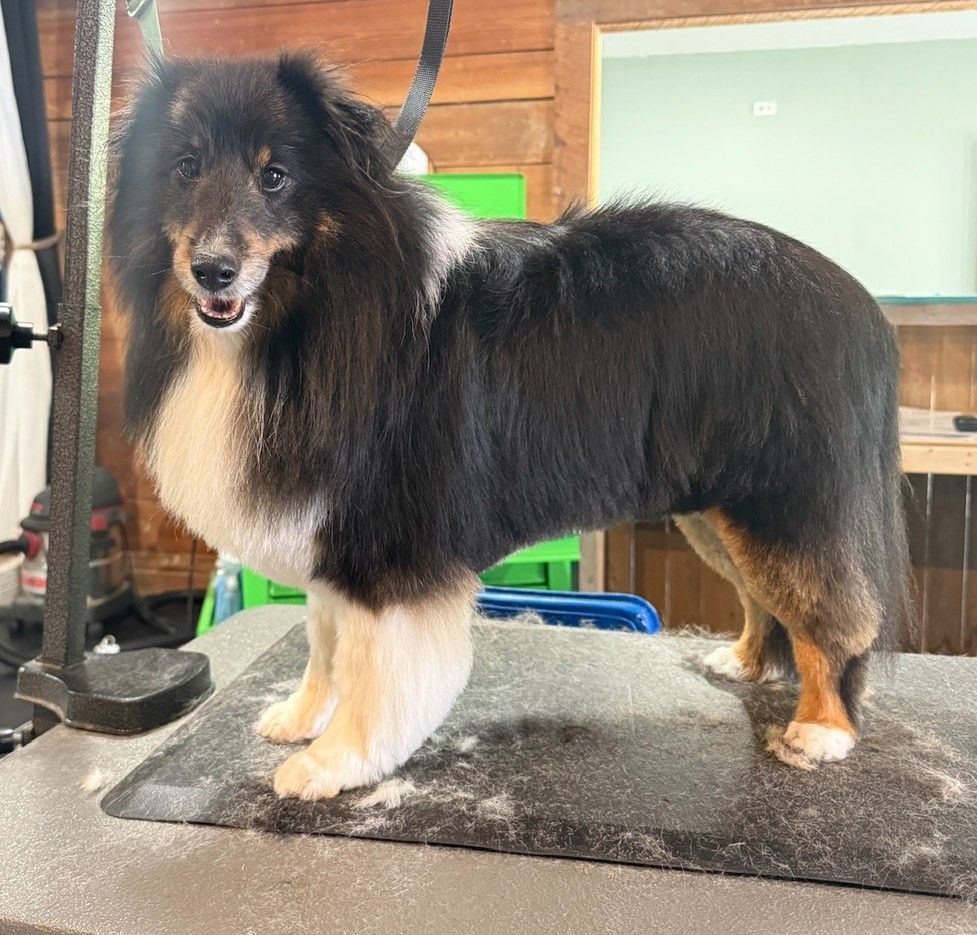 A black and white dog is standing on a grooming mat.