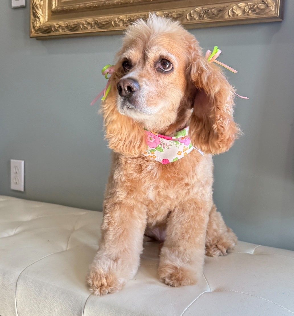 A cocker spaniel is sitting on a bench wearing a bandana.