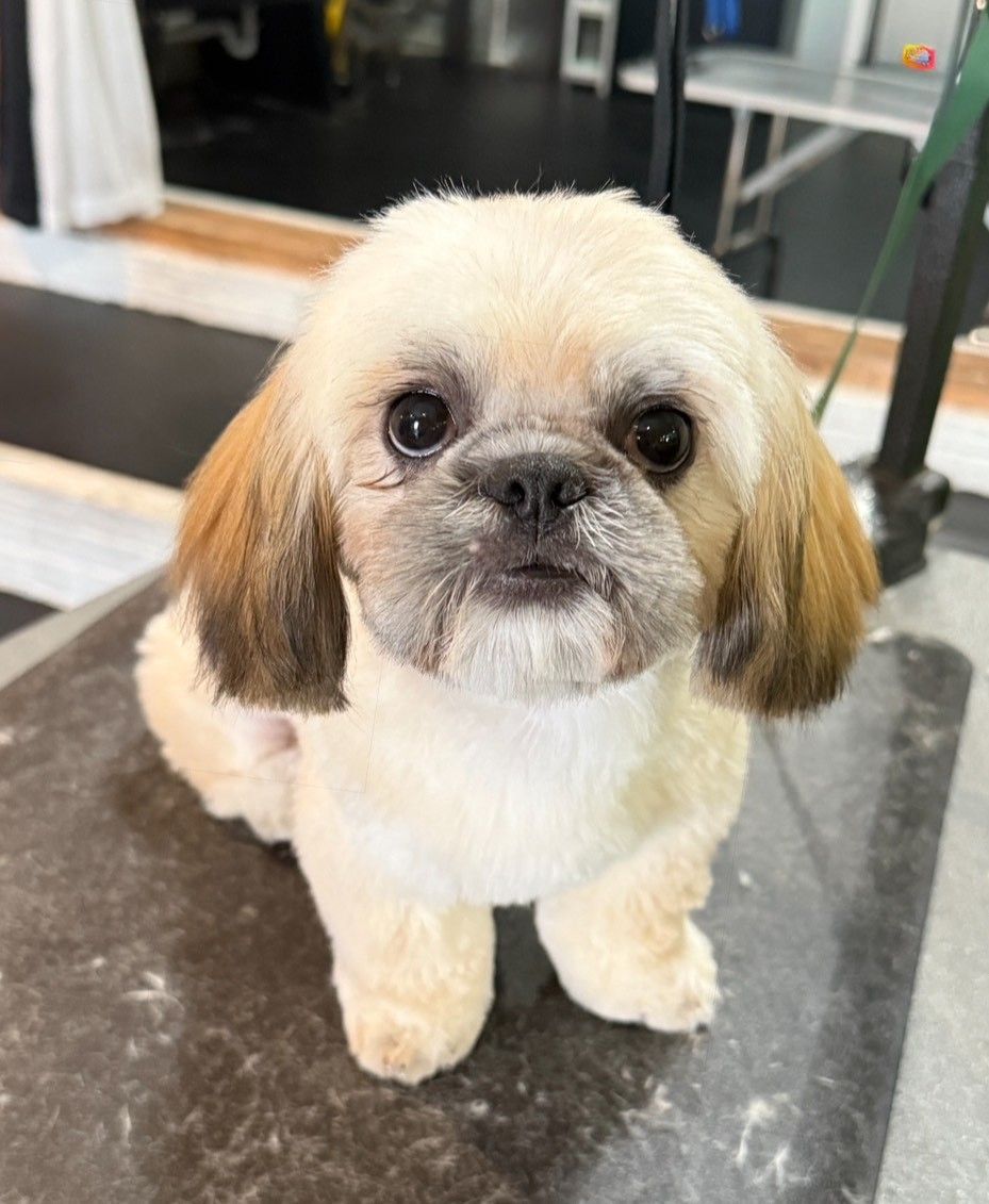 A small dog is sitting on a table and looking at the camera.