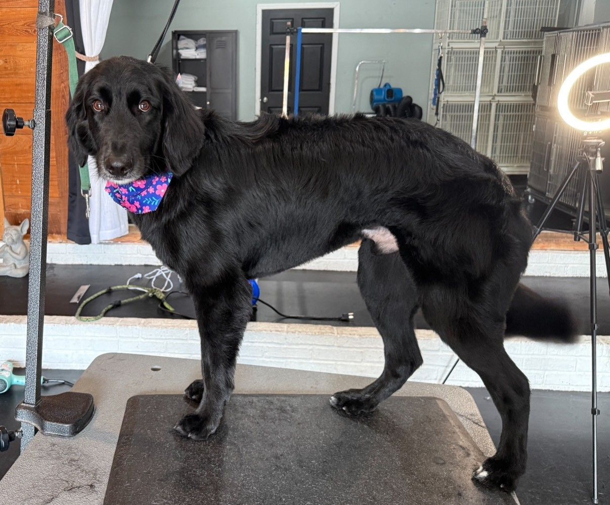 A black dog is standing on a grooming table.