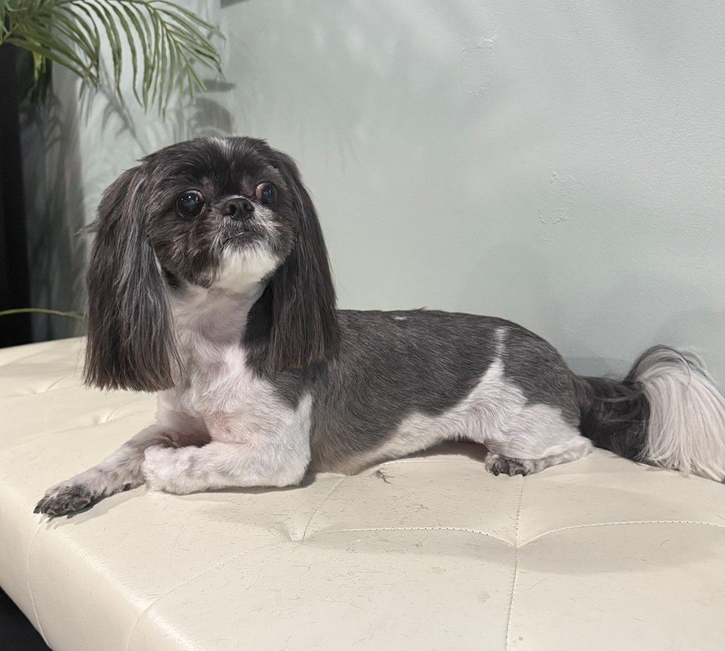 A small dog is laying on a white couch.