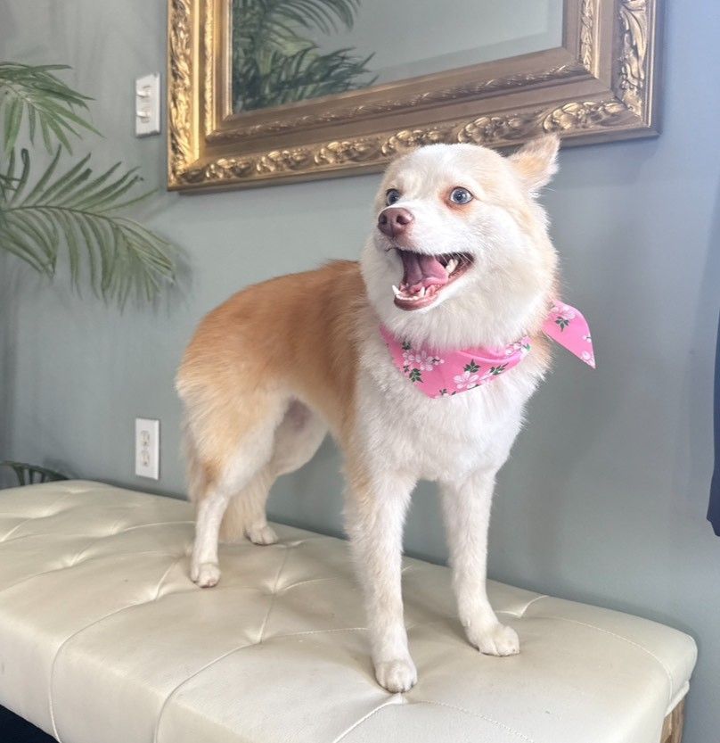 A dog wearing a pink bandana is standing on a bench