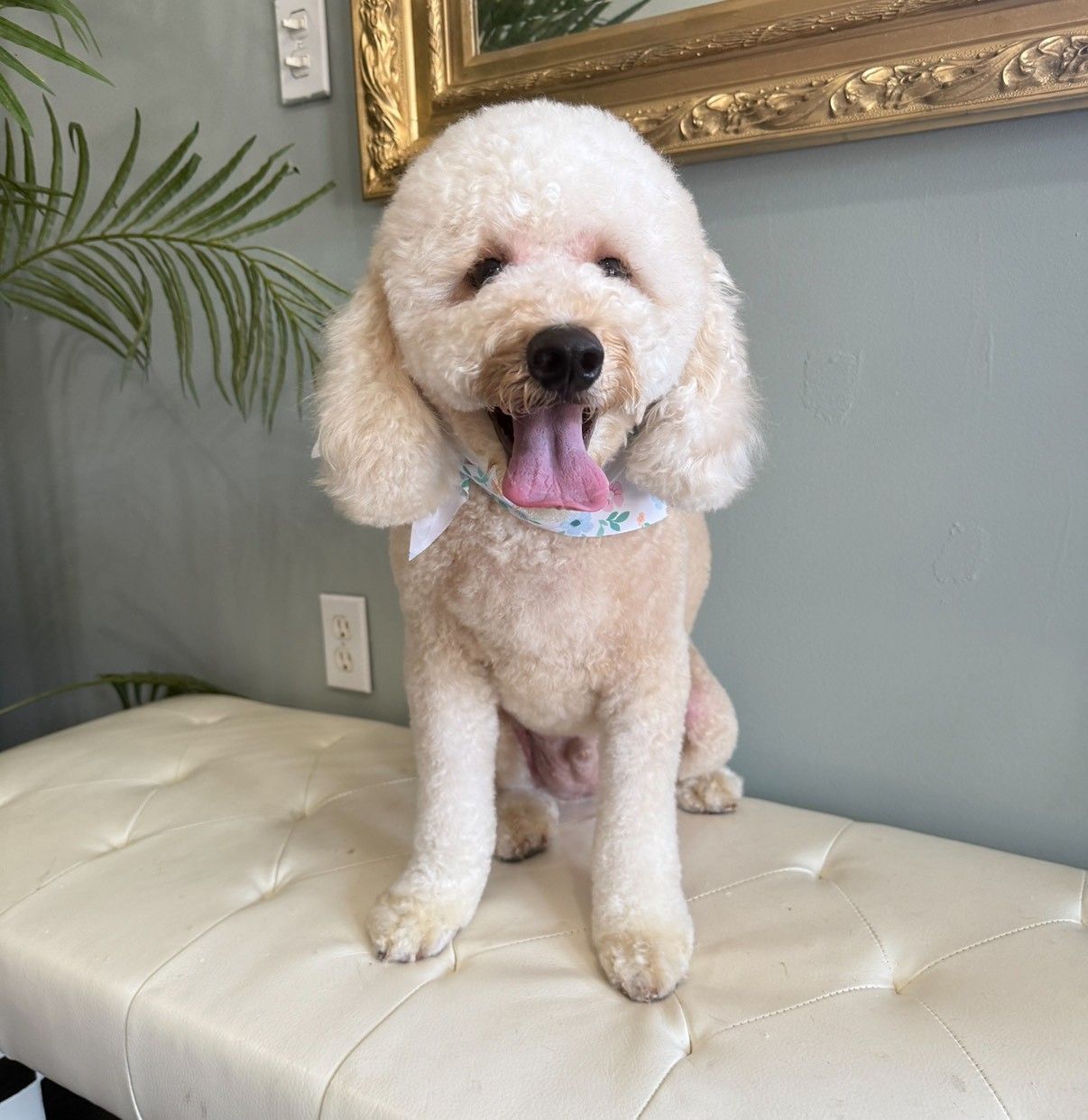 A poodle is sitting on a bench with its tongue hanging out