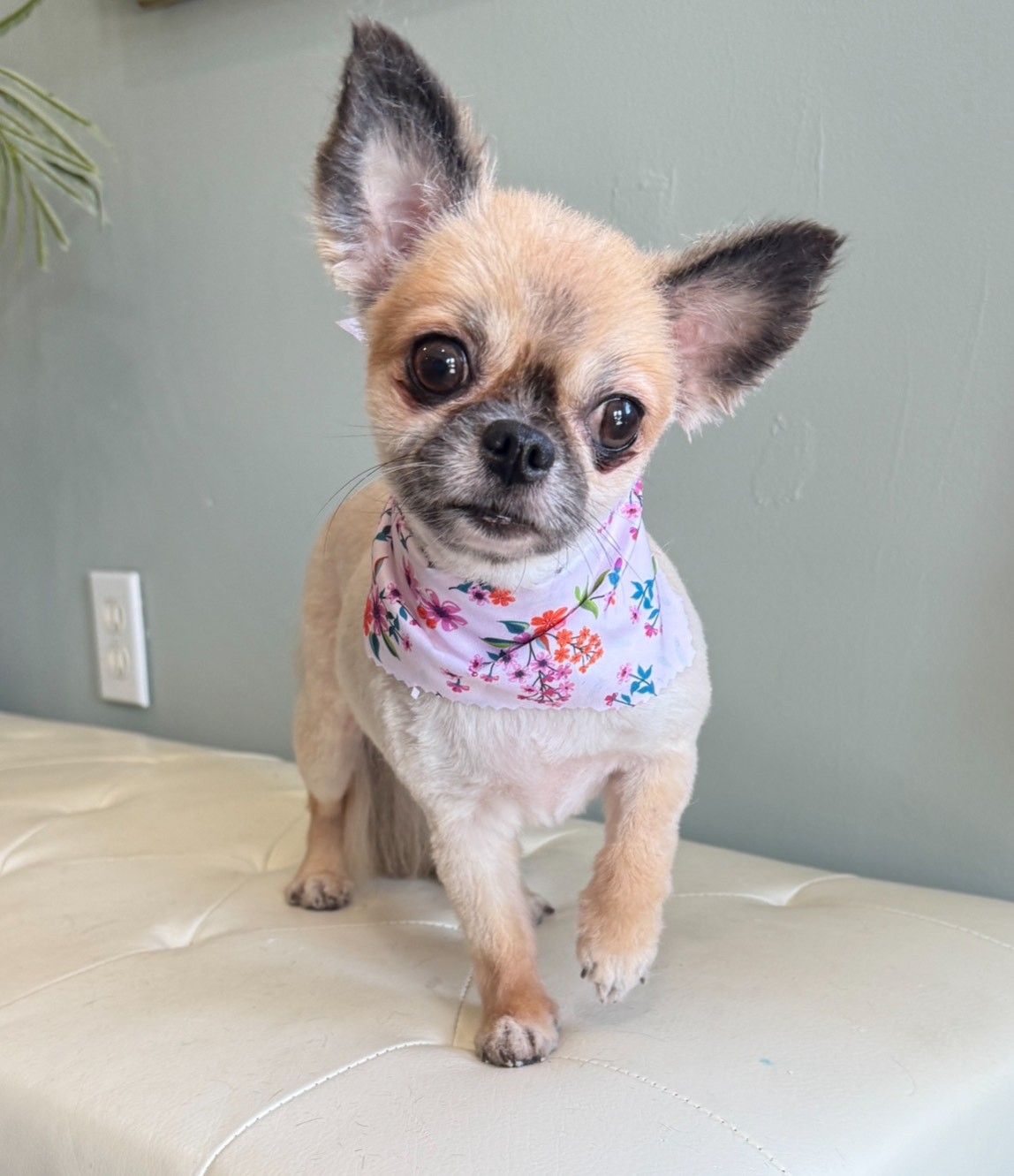 A small dog wearing a bandana is standing on a bench.