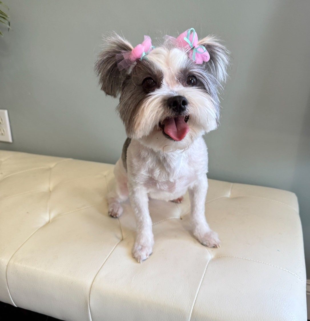 A small dog with a pink bow in its hair is sitting on a white bench.