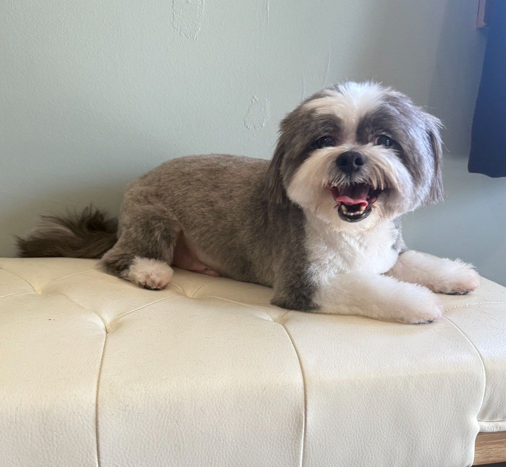 A small brown and white dog is laying on a white ottoman.
