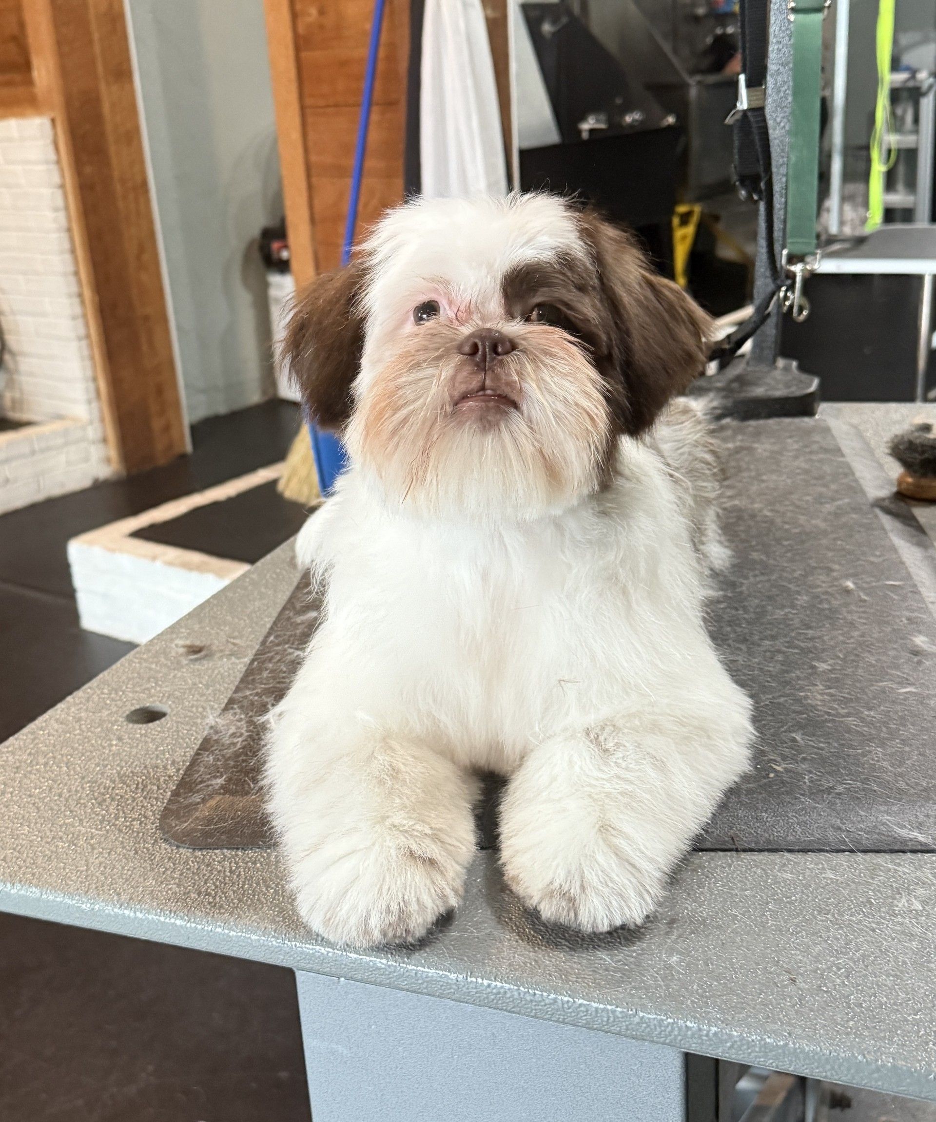 A small brown and white dog is laying on a table