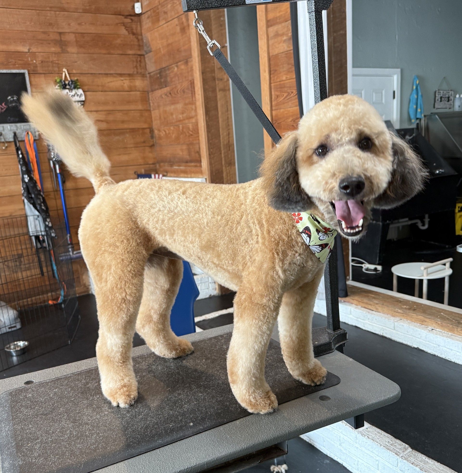 A small brown dog is standing on a grooming table with its tongue hanging out.