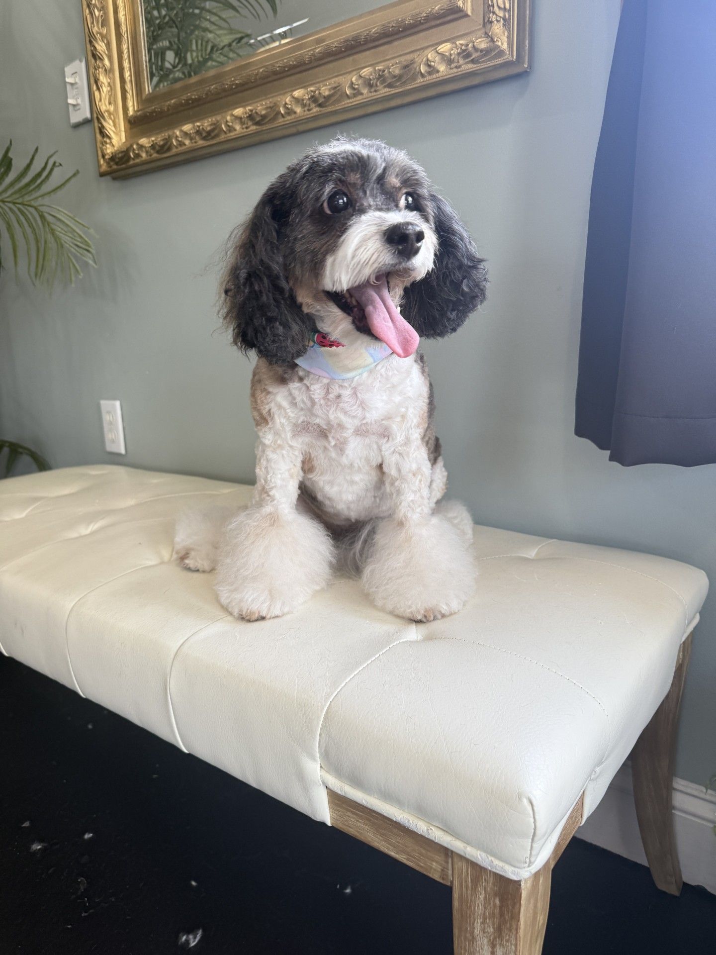 A small dog is sitting on a bench with its tongue hanging out.
