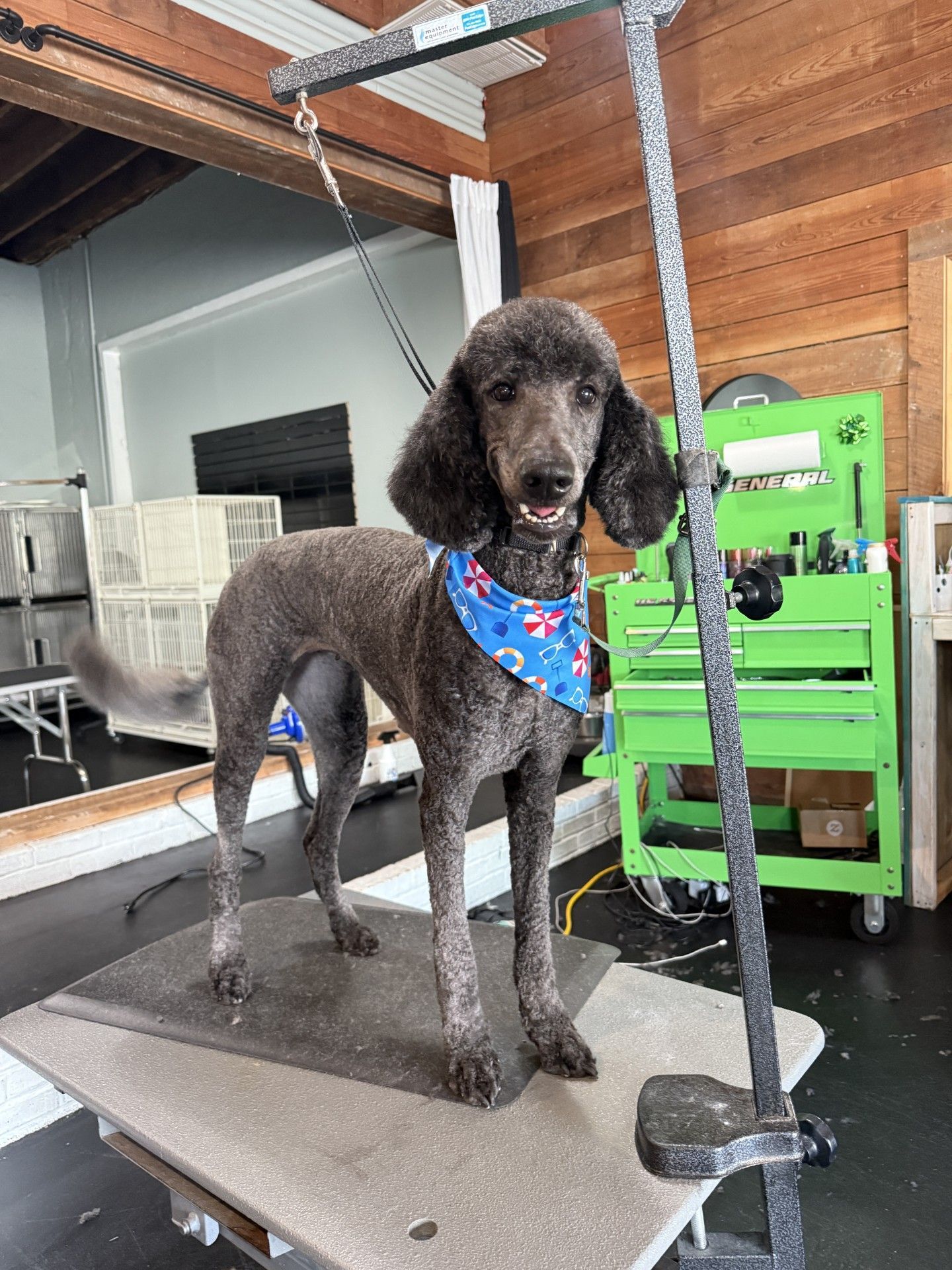 A poodle wearing a bandana is standing on a grooming table.