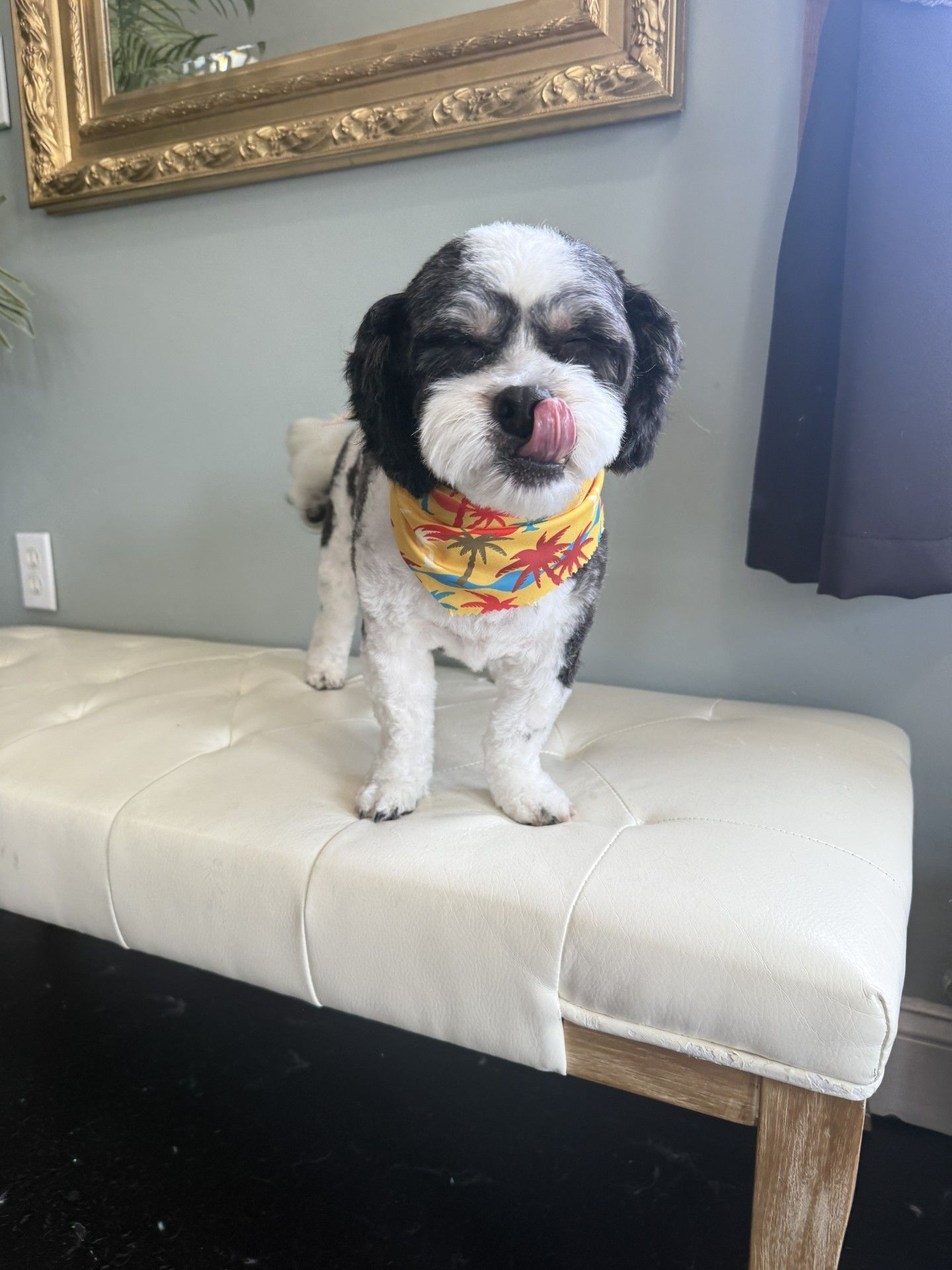 A small dog wearing a bandana is licking its nose while sitting on a bench.