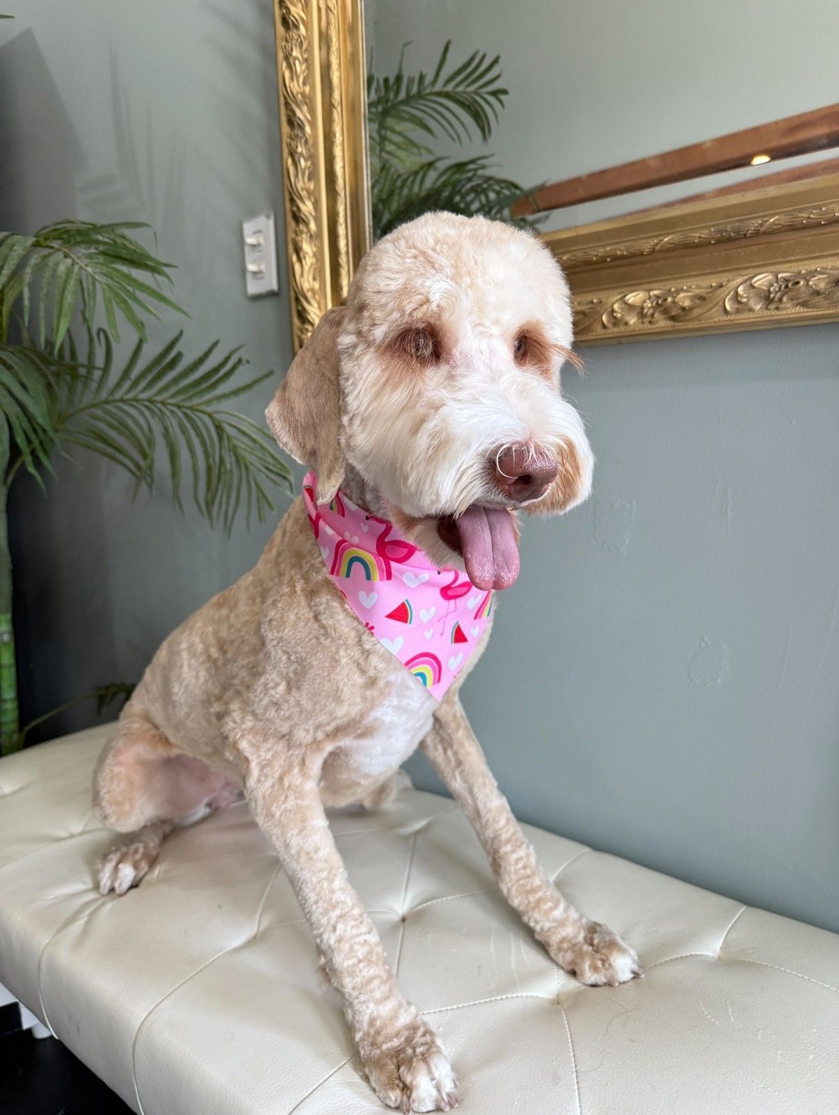 A dog wearing a pink bandana is sitting on a bench.