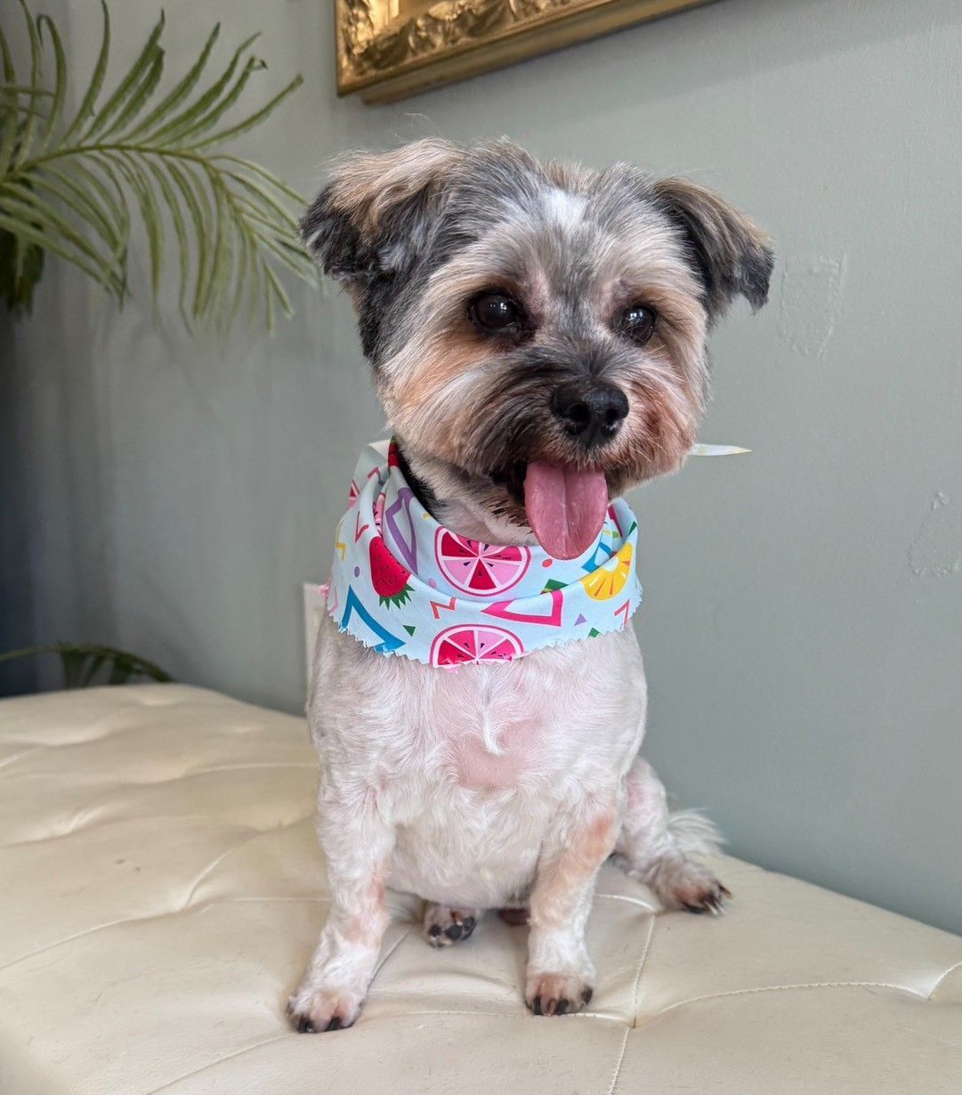 A small dog wearing a bandana is sitting on a bench.